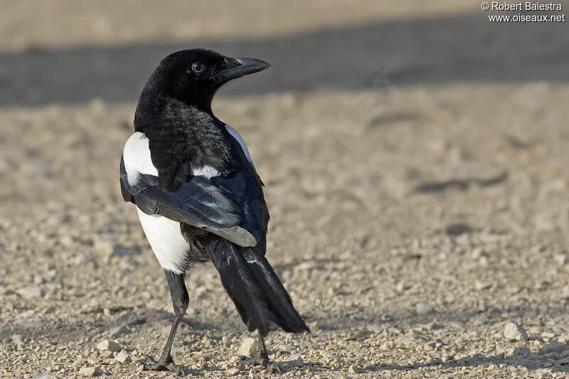 Eurasian Magpie