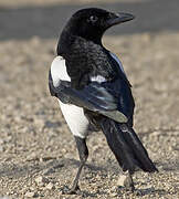 Eurasian Magpie