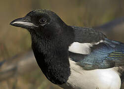 Eurasian Magpie