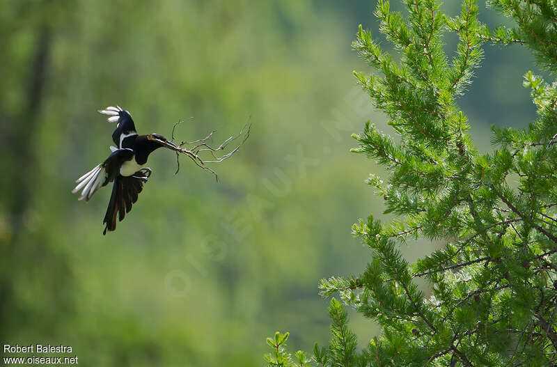 Eurasian Magpieadult, Reproduction-nesting