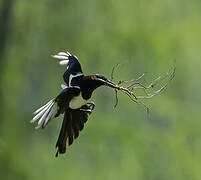 Eurasian Magpie