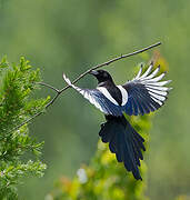 Eurasian Magpie