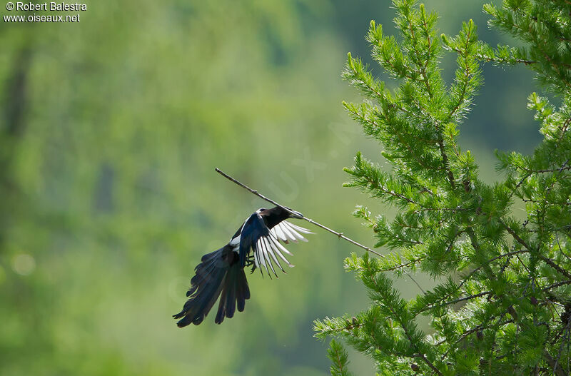 Eurasian Magpie