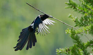 Eurasian Magpie