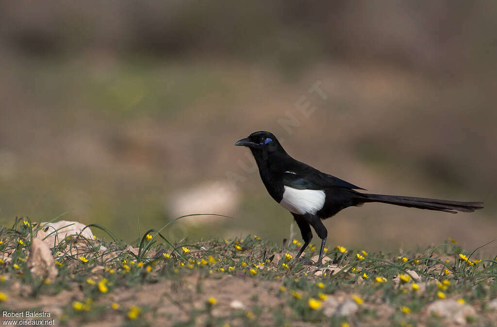 Maghreb Magpieadult, identification