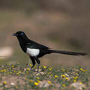 Maghreb Magpie