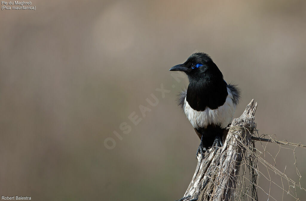 Maghreb Magpie