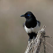 Maghreb Magpie