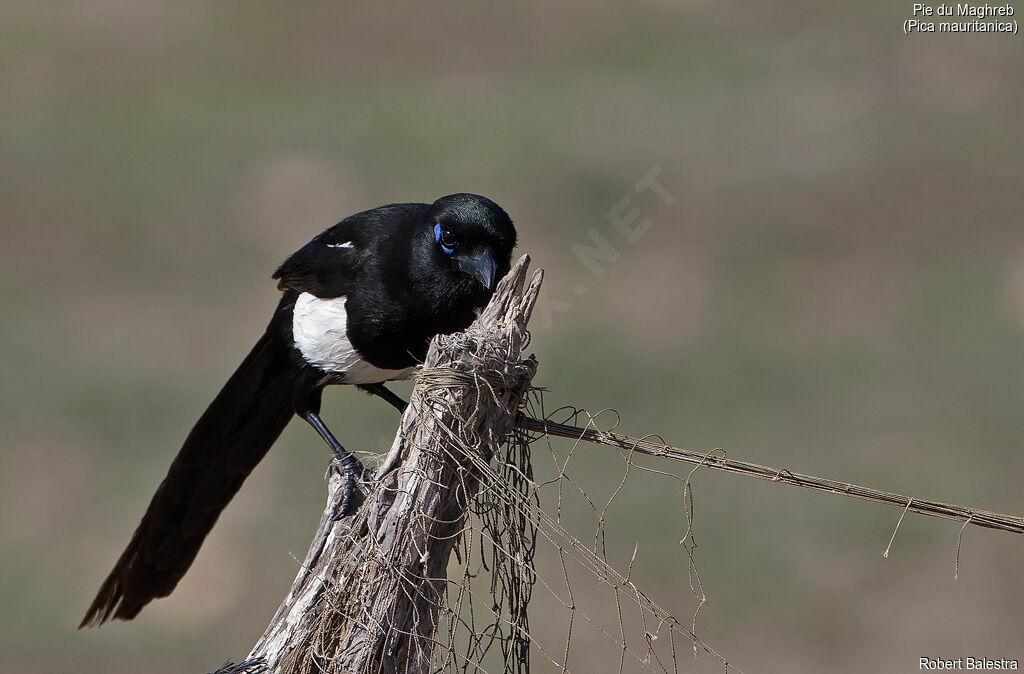 Maghreb Magpie