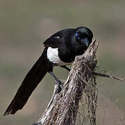 Maghreb Magpie