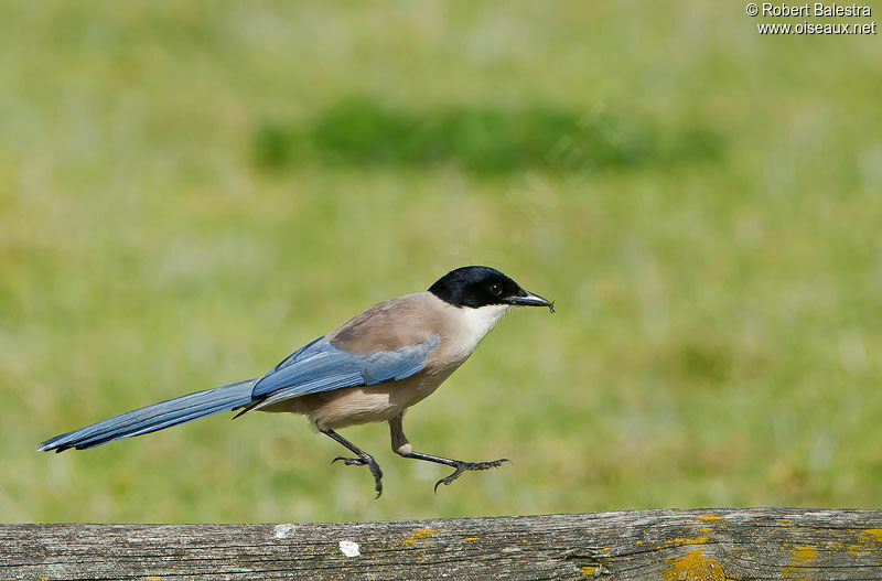 Iberian Magpie