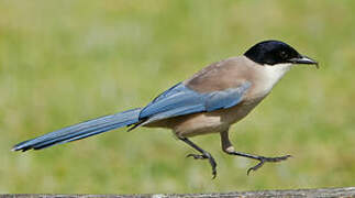 Iberian Magpie