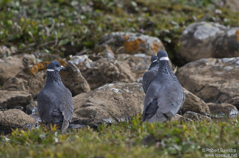 White-collared Pigeon