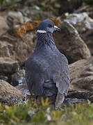 White-collared Pigeon