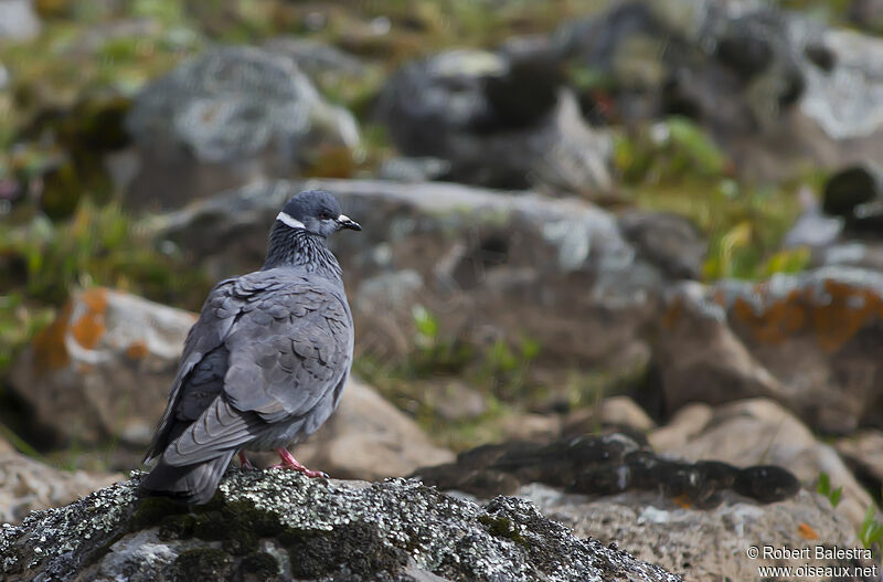 White-collared Pigeon