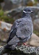 White-collared Pigeon