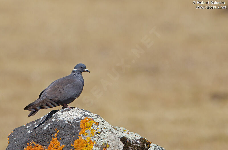 White-collared Pigeon