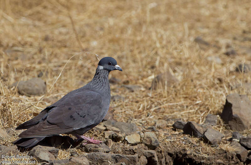 White-collared Pigeonadult, identification