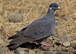 White-collared Pigeon