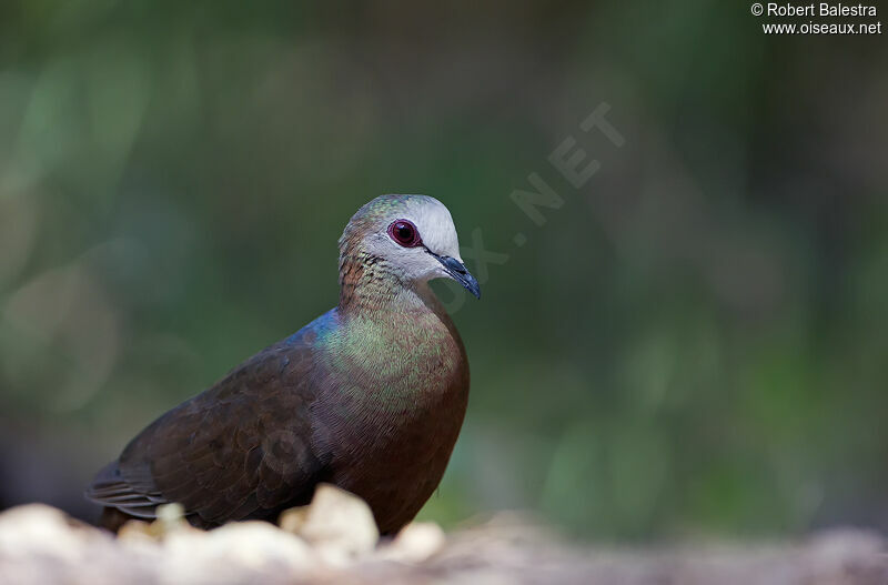 Lemon Dove