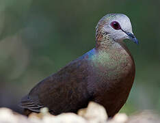 Lemon Dove