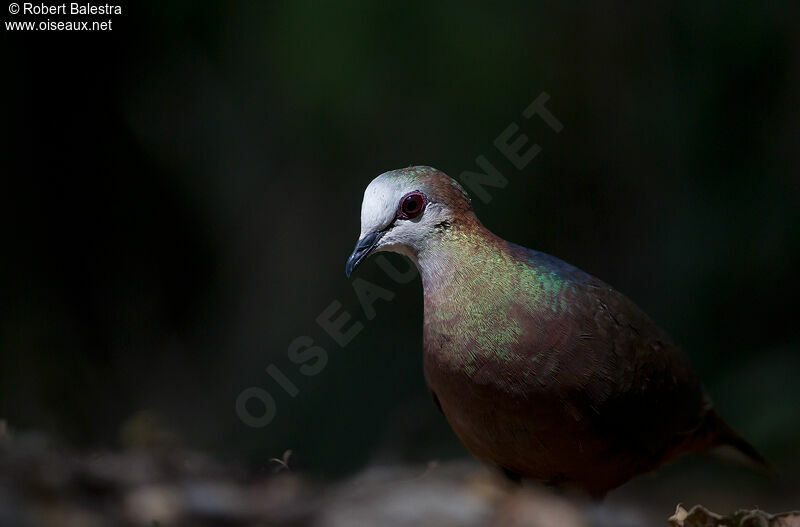 Pigeon à masque blanc