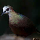 Pigeon à masque blanc