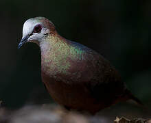 Pigeon à masque blanc