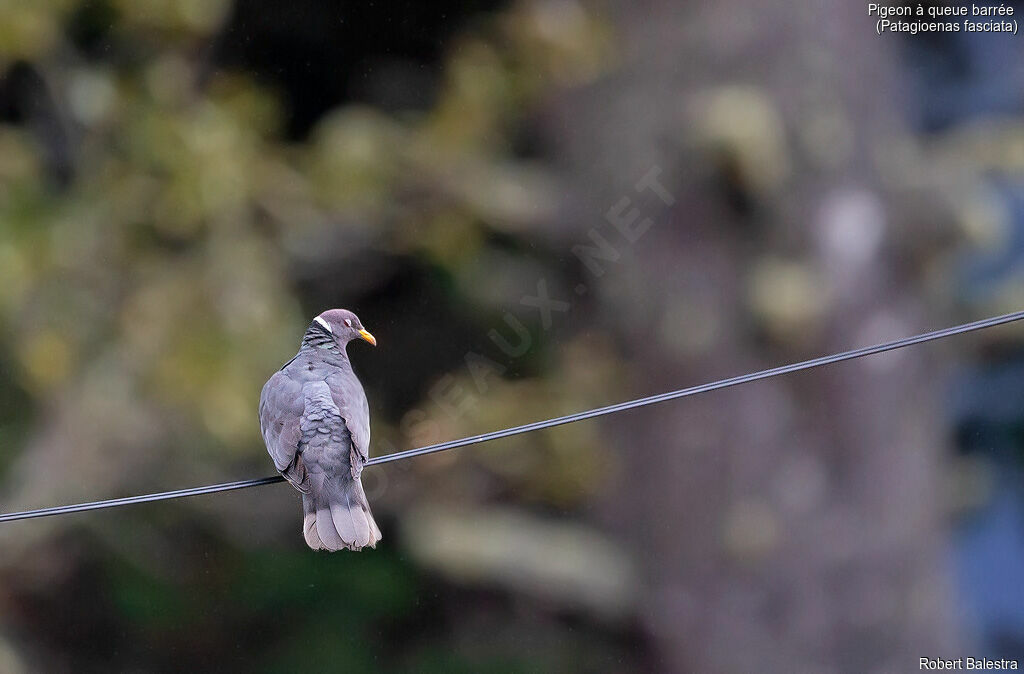 Band-tailed Pigeon