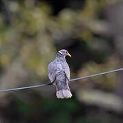 Band-tailed Pigeon