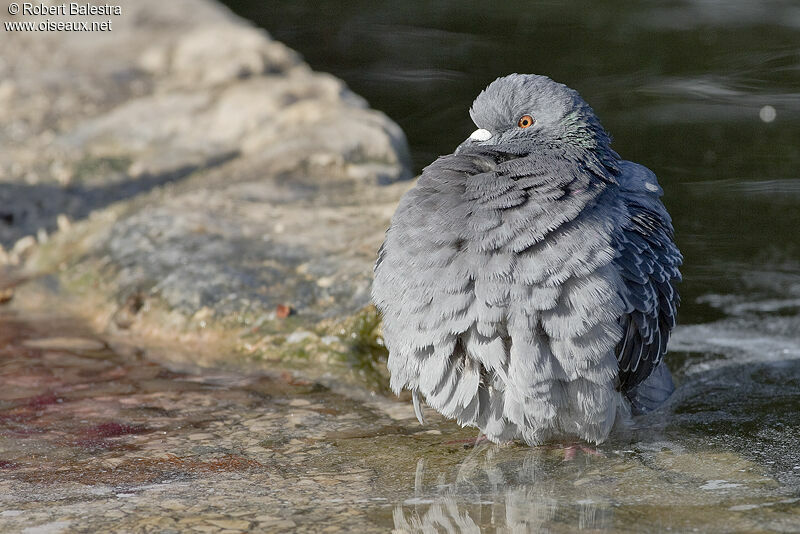 Rock Dove