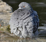 Rock Dove