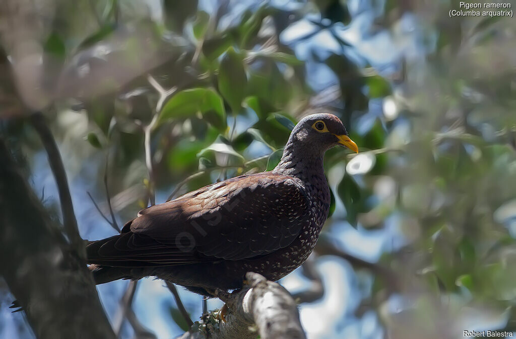 African Olive Pigeon