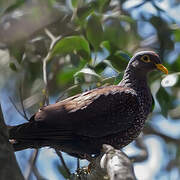 African Olive Pigeon