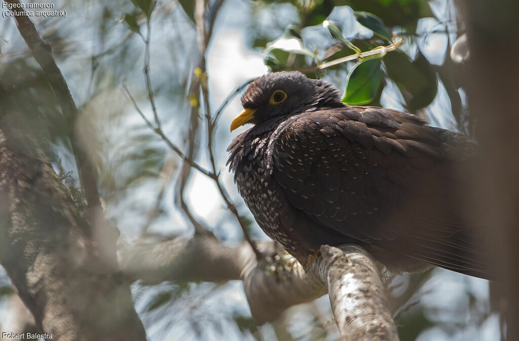 African Olive Pigeon