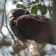 African Olive Pigeon