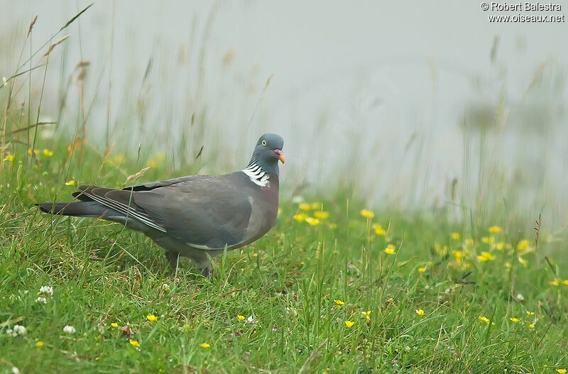 Common Wood Pigeon