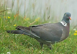 Common Wood Pigeon