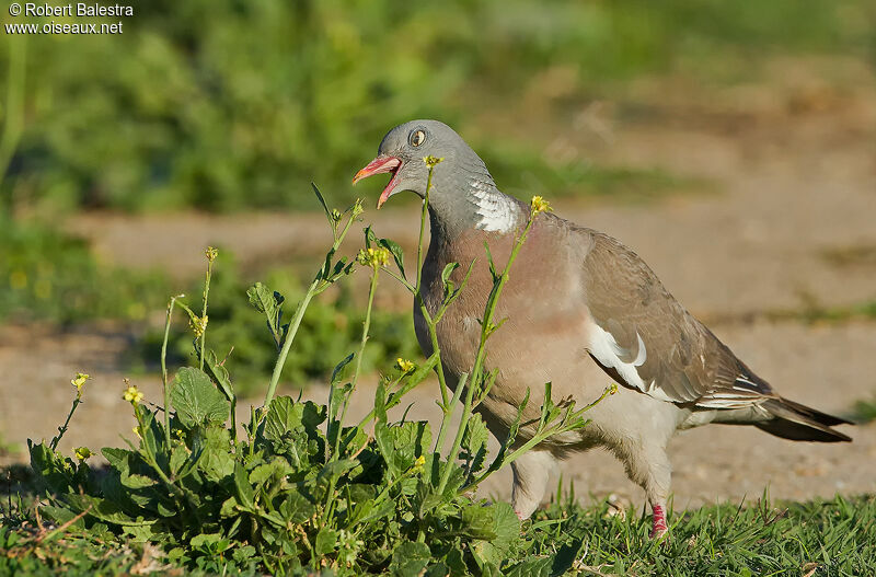 Pigeon ramier