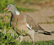 Common Wood Pigeon