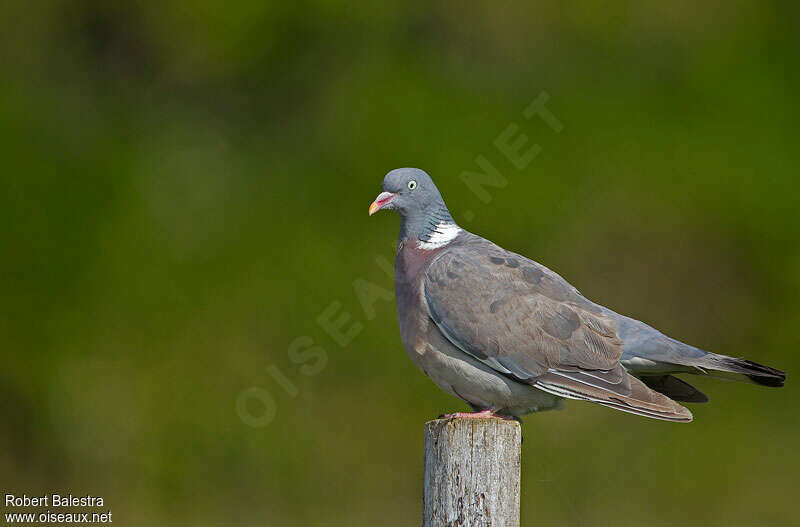 Common Wood Pigeonadult transition, moulting, pigmentation