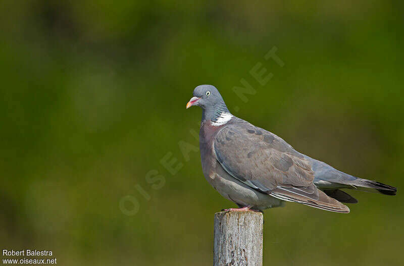 Pigeon ramieradulte transition, mue, pigmentation