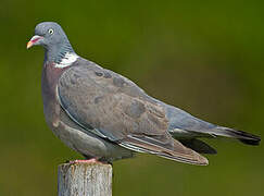 Common Wood Pigeon