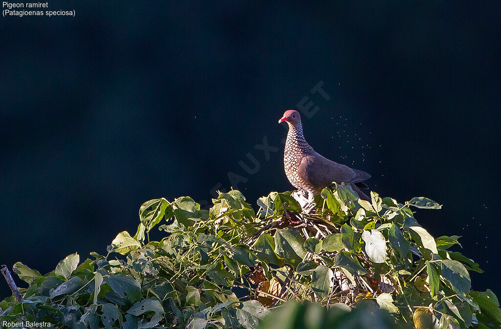 Scaled Pigeon