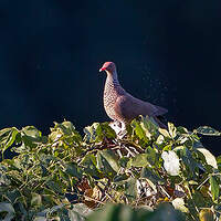 Pigeon ramiret