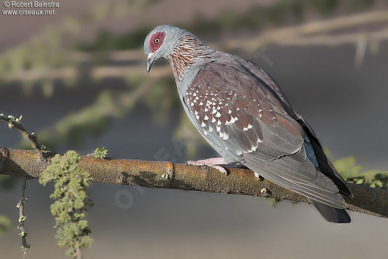 Speckled Pigeon