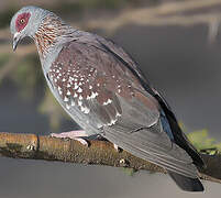 Speckled Pigeon