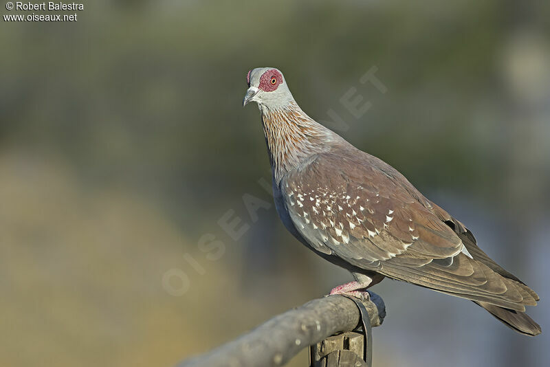 Pigeon roussard