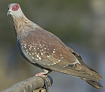 Speckled Pigeon