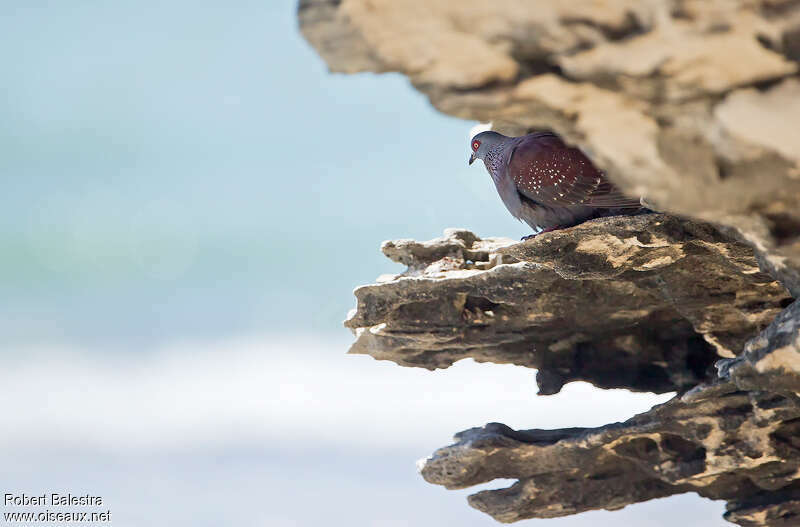Pigeon roussardadulte, habitat